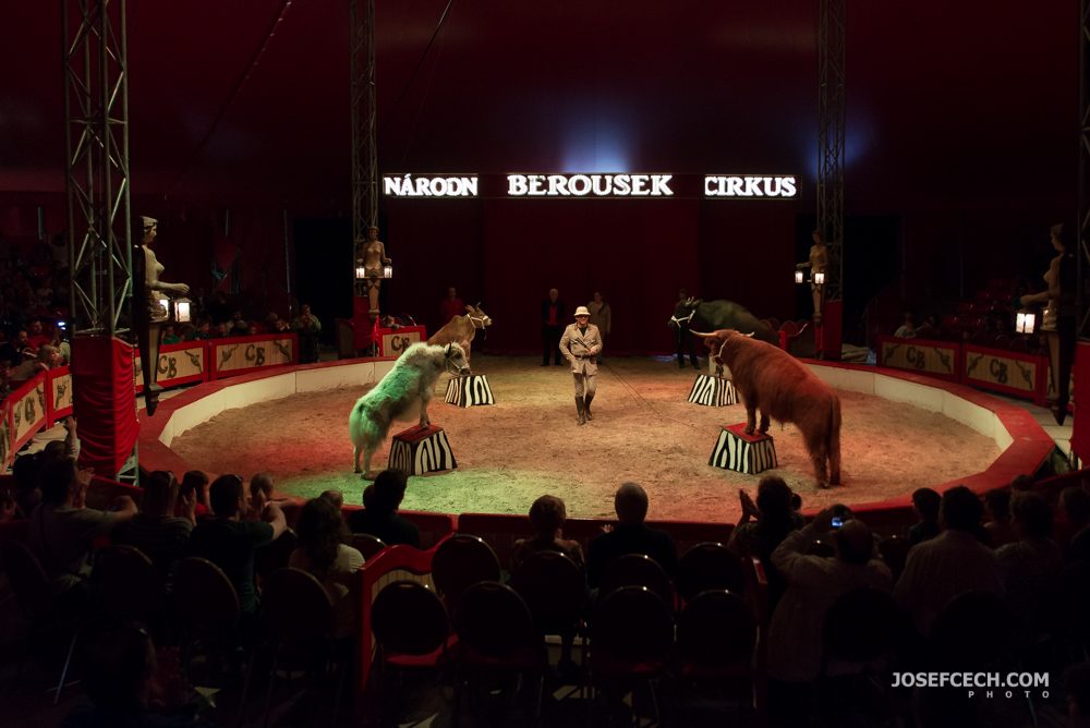 cirkus berousek-0011